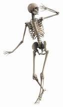 szkielet (2)
